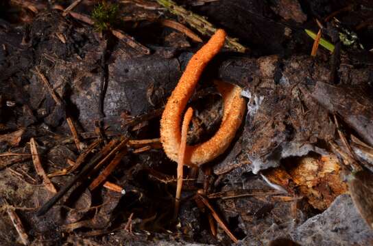 Image of Cordyceps militaris (L.) Fr. 1818