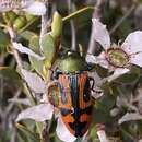 Castiarina ignea (Blackburn 1892) resmi