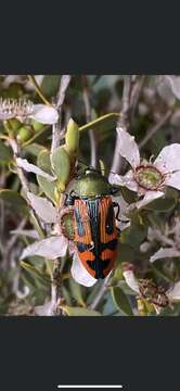 Image of Castiarina ignea (Blackburn 1892)