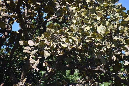 Image of Broad-leaved coral-tree