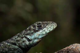 Слика од Tropidurus montanus Rodrigues 1987