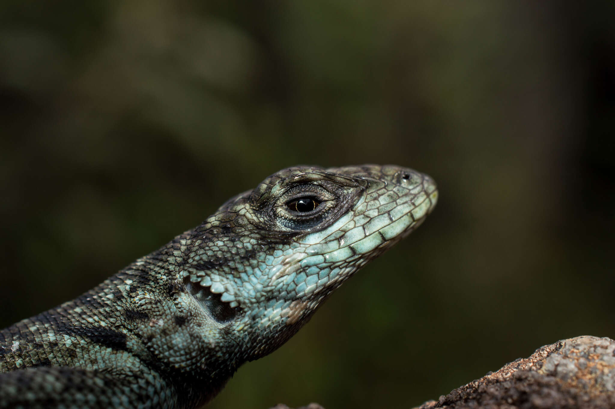 Image of Tropidurus montanus Rodrigues 1987