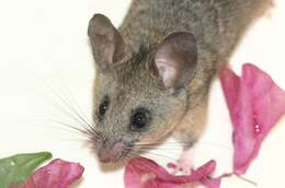 Image of California Deermouse