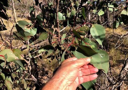 Image of Broad-leaved Red Ironbark