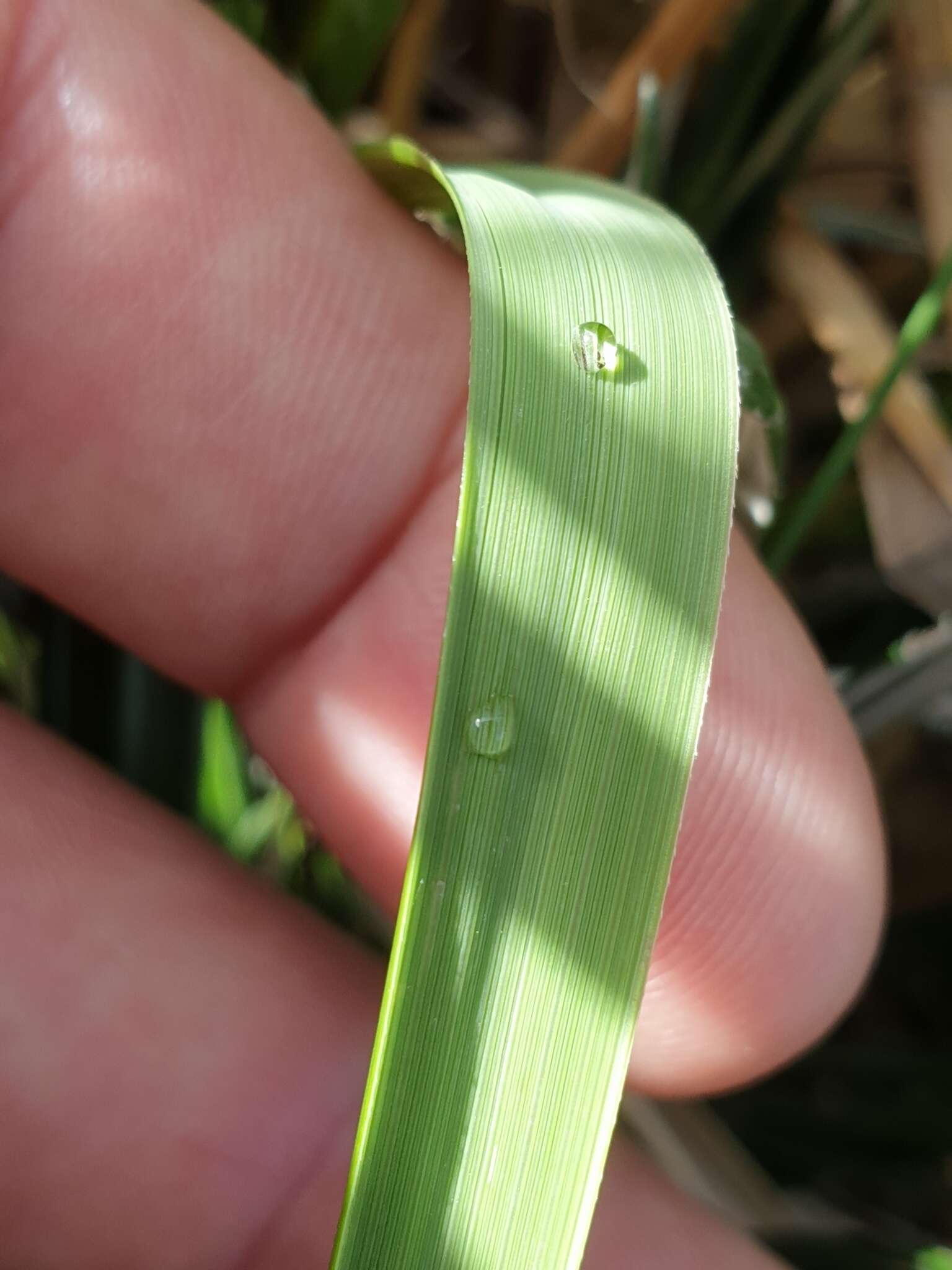 صورة Chionochloa frigida (Vickery) Conert