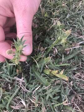 Imagem de Eryngium coronatum Hook. & Arn.