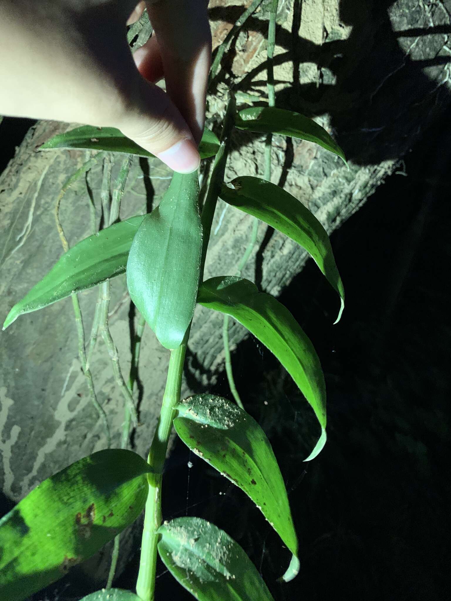 Image of Unscented Dendrobium