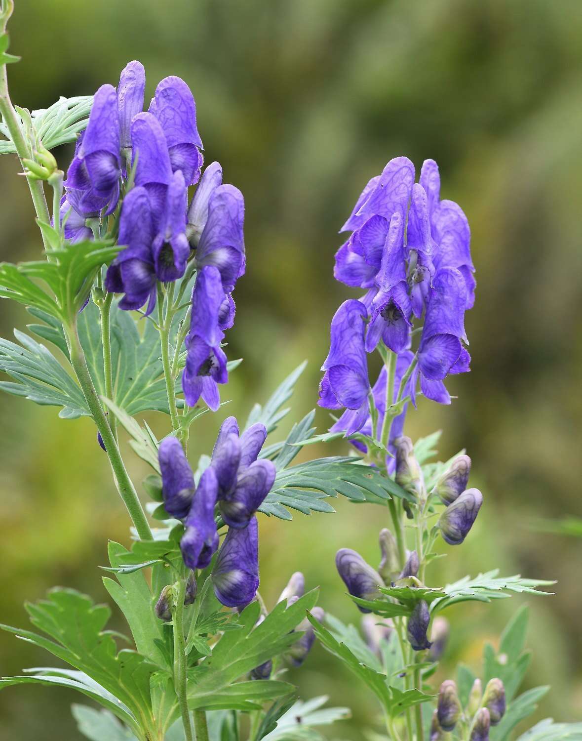 Imagem de Aconitum japonicum subsp. maritimum (Nakai ex Tamura & Namba) Y. Kadota