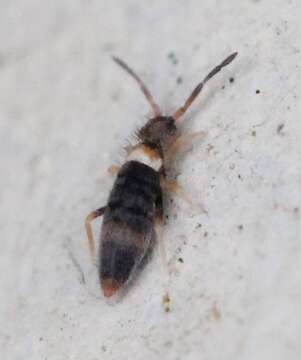 Image of Springtail