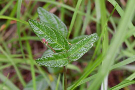 Imagem de Desmodium palmeri Hemsl.