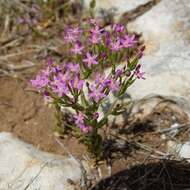 Image of Centaurium grandiflorum Druce