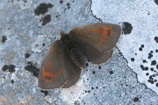 Image of De Lesse’s Brassy Ringlet