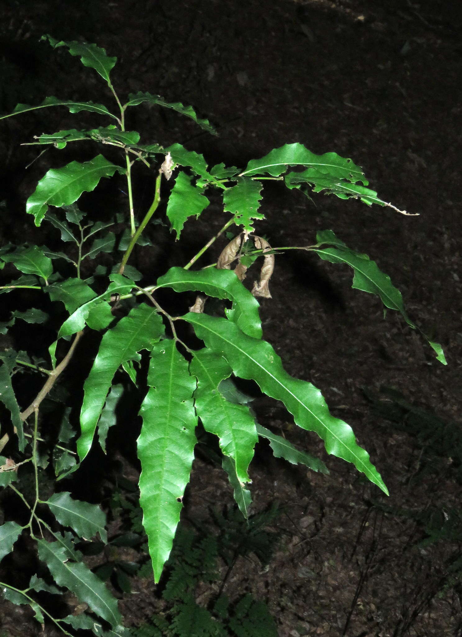 Image of Elattostachys nervosa (F. Müll.) Radlk.