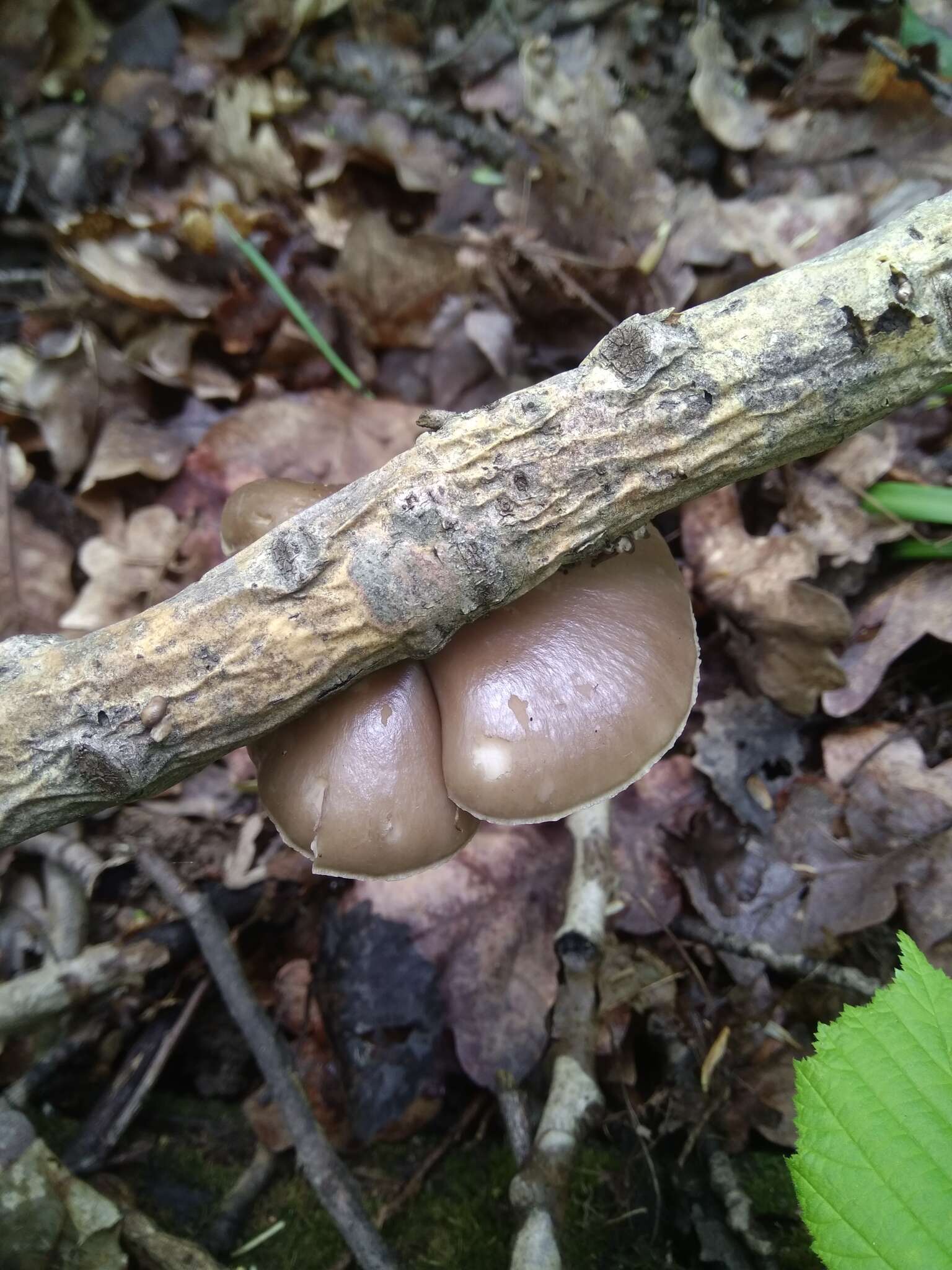 Слика од Pleurotus calyptratus (Lindblad ex Fr.) Sacc. 1887