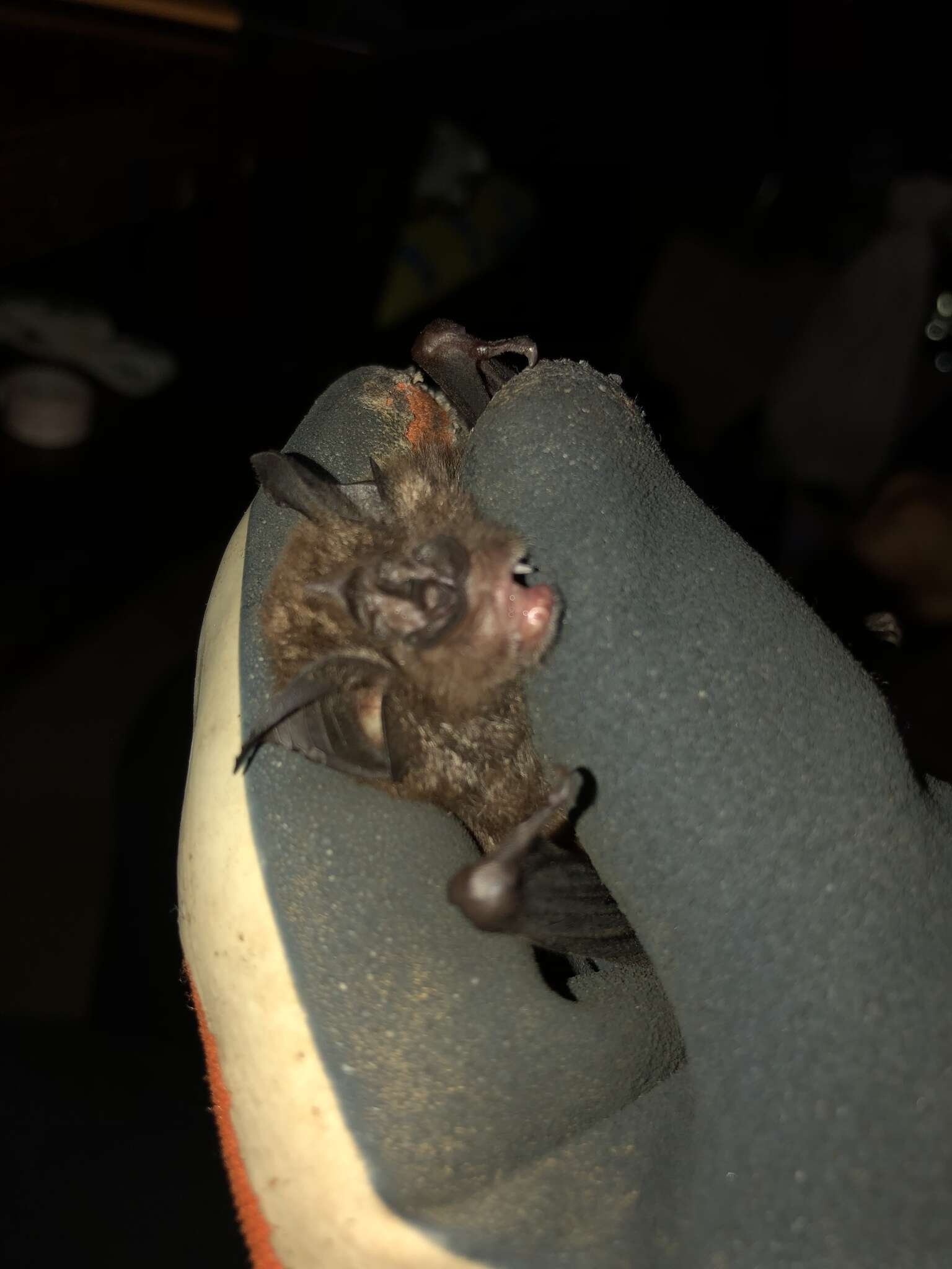 Image of Accuminate Horseshoe Bat