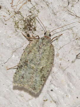 Image of Acleris literana Linnaeus 1758