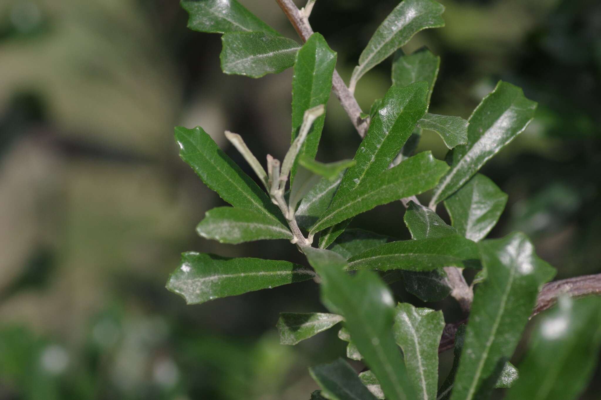 Image of Brachylaena ilicifolia (Lam.) Phill. & Schweick.