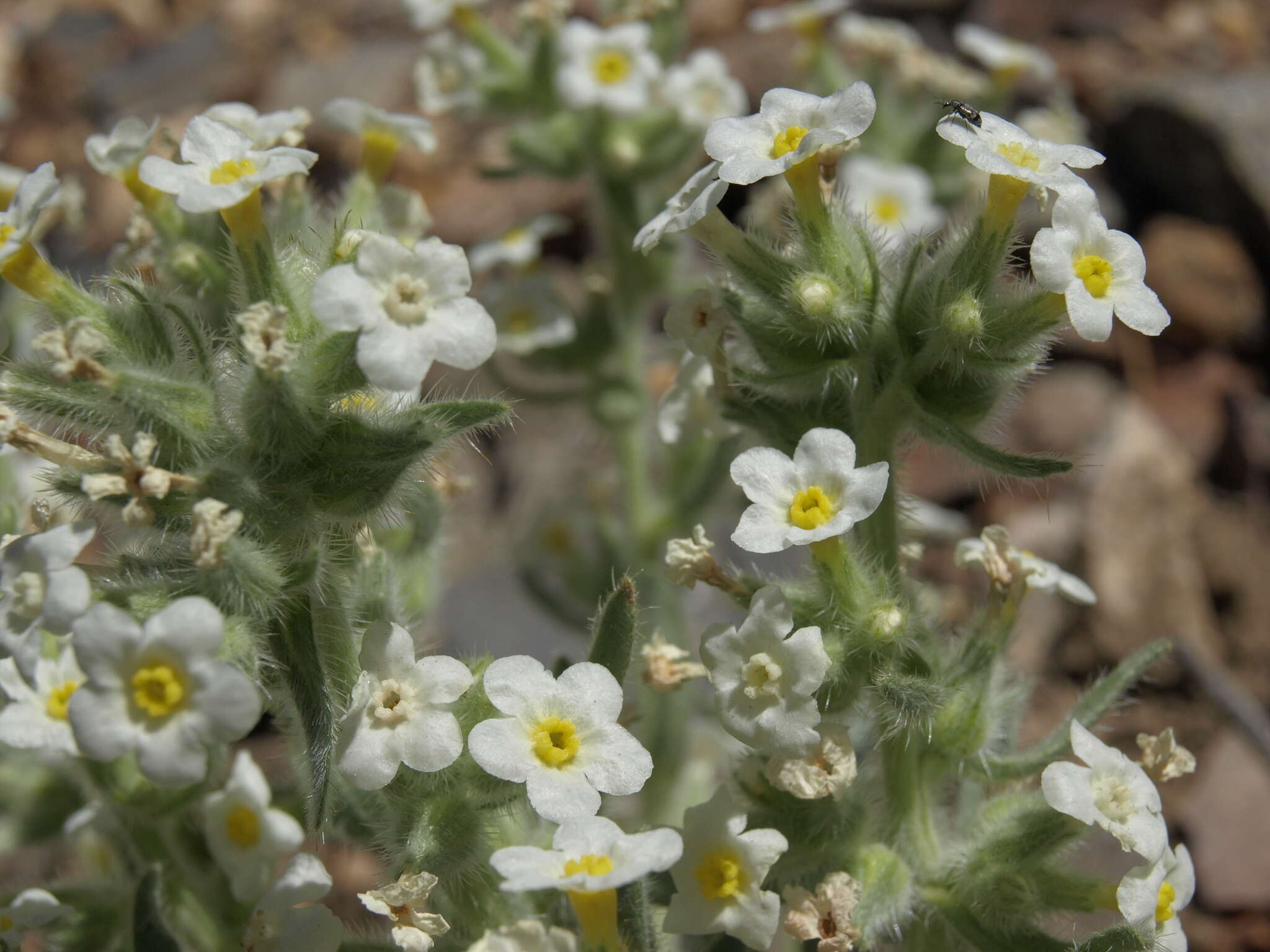 Plancia ëd Oreocarya flavoculata A. Nels.