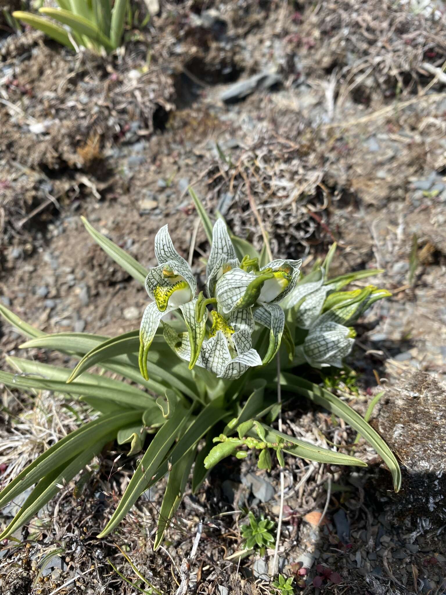 Plancia ëd Chloraea magellanica Hook. fil.