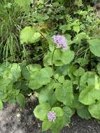 Image of Valeriana pyrenaica L.