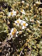 Image of Olearia moschata Hook. fil.