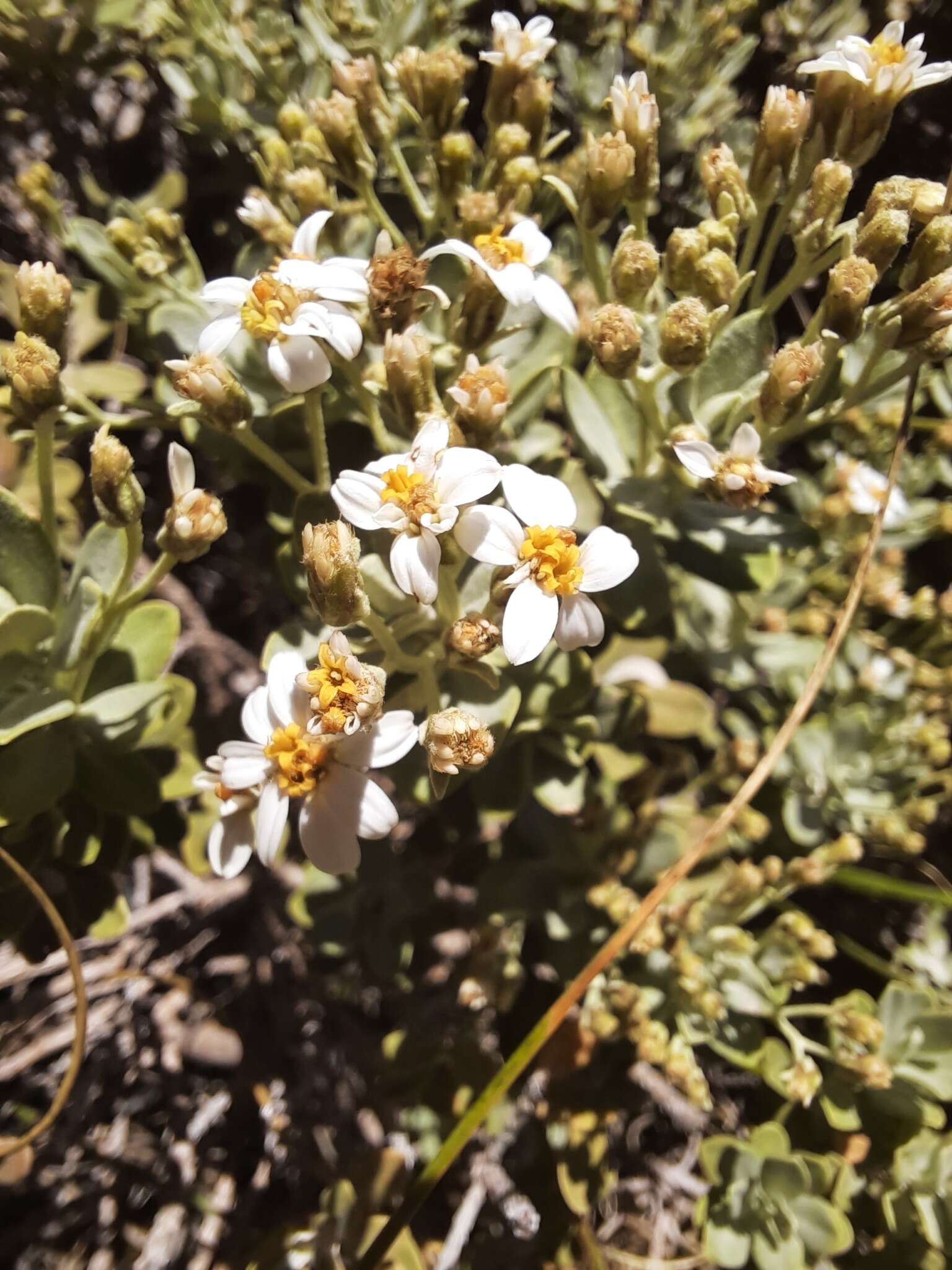 Olearia moschata Hook. fil. resmi