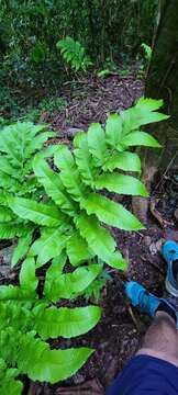 Image of Incised Halberd Fern