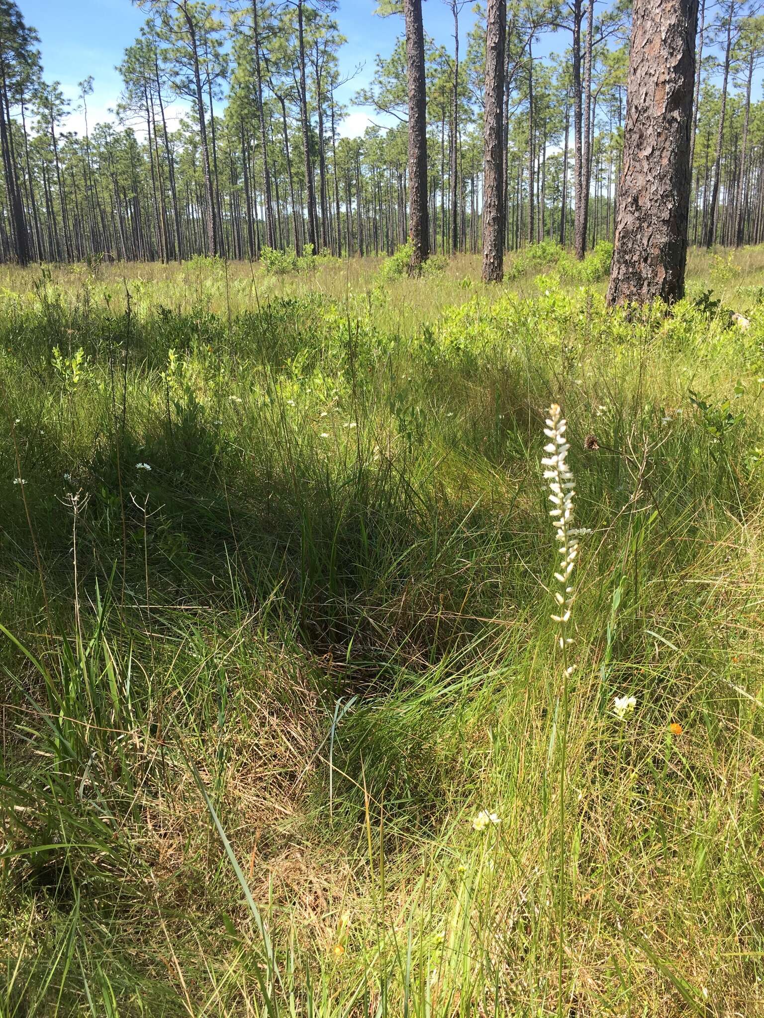 Image of white colicroot