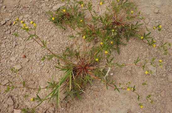 Image of Potentilla multifida var. ornithopoda Wolf