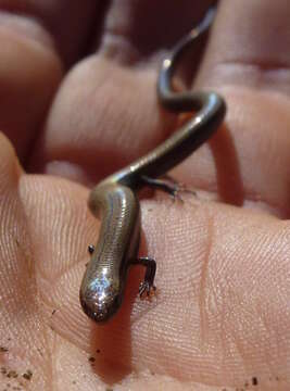 Image of Rüppell's snake-eyed skink