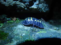 Image of Armadillidium tirolense Verhoeff 1901