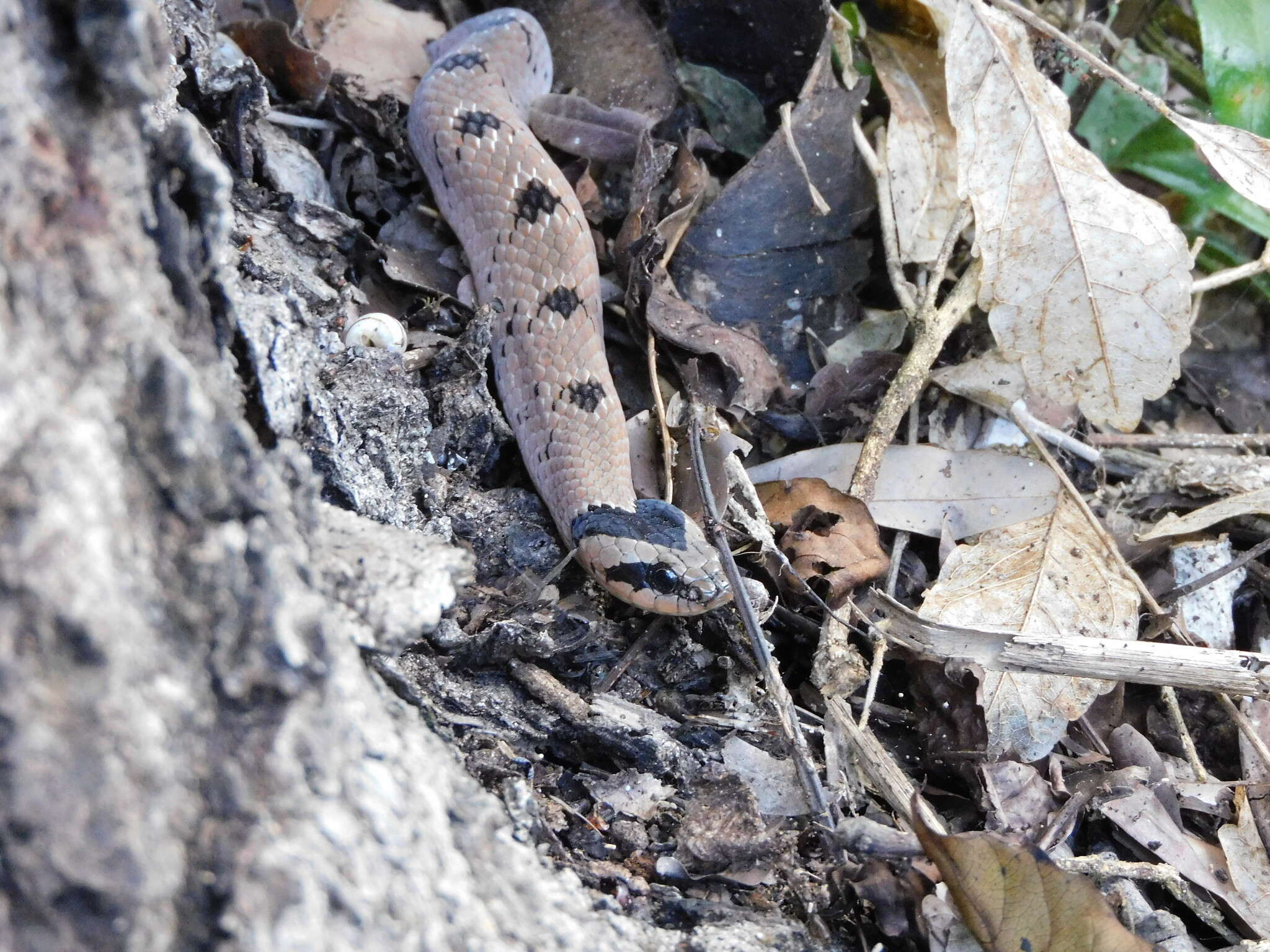 Causus defilippii (Jan 1863)的圖片