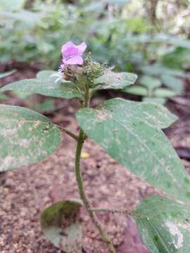 Image de Cuphea leptopoda Hemsl.