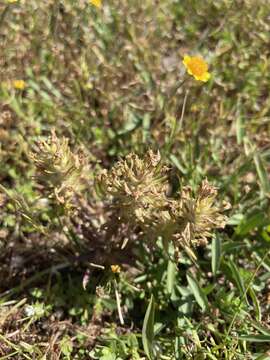 Image de Castilleja campestris subsp. campestris