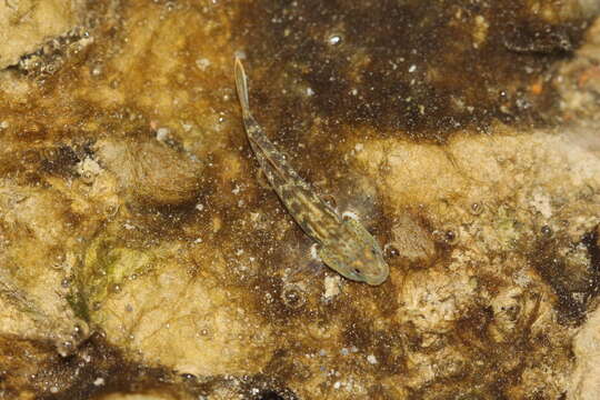 صورة Rhinogobius rubromaculatus Lee & Chang 1996