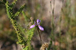 Слика од Moraea algoensis Goldblatt