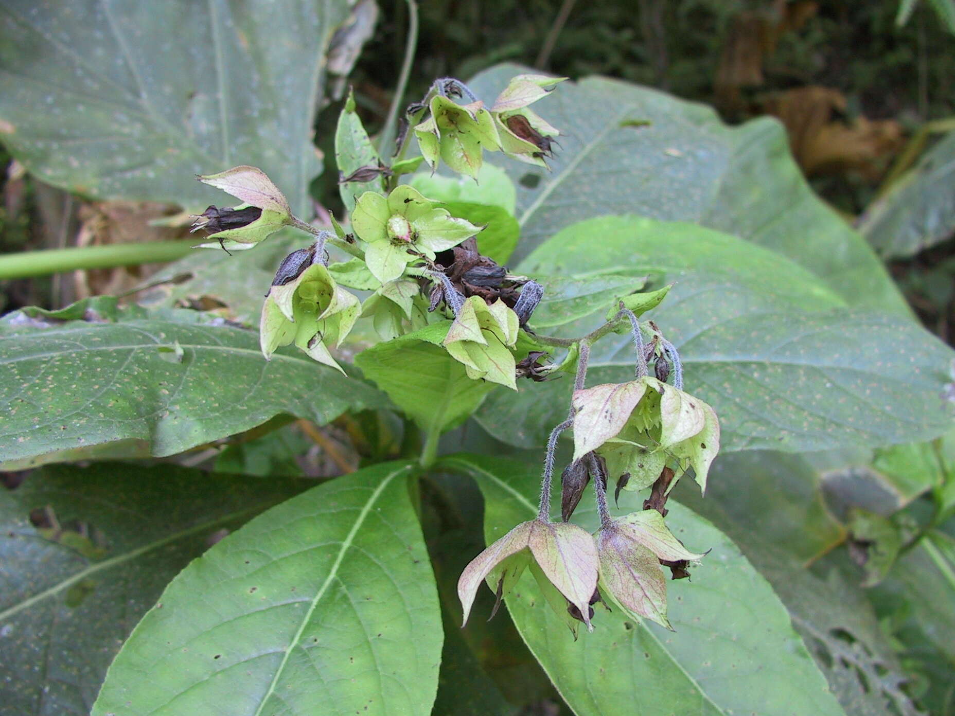 Image of Trichodesma calycosum Collett & Hemsl.