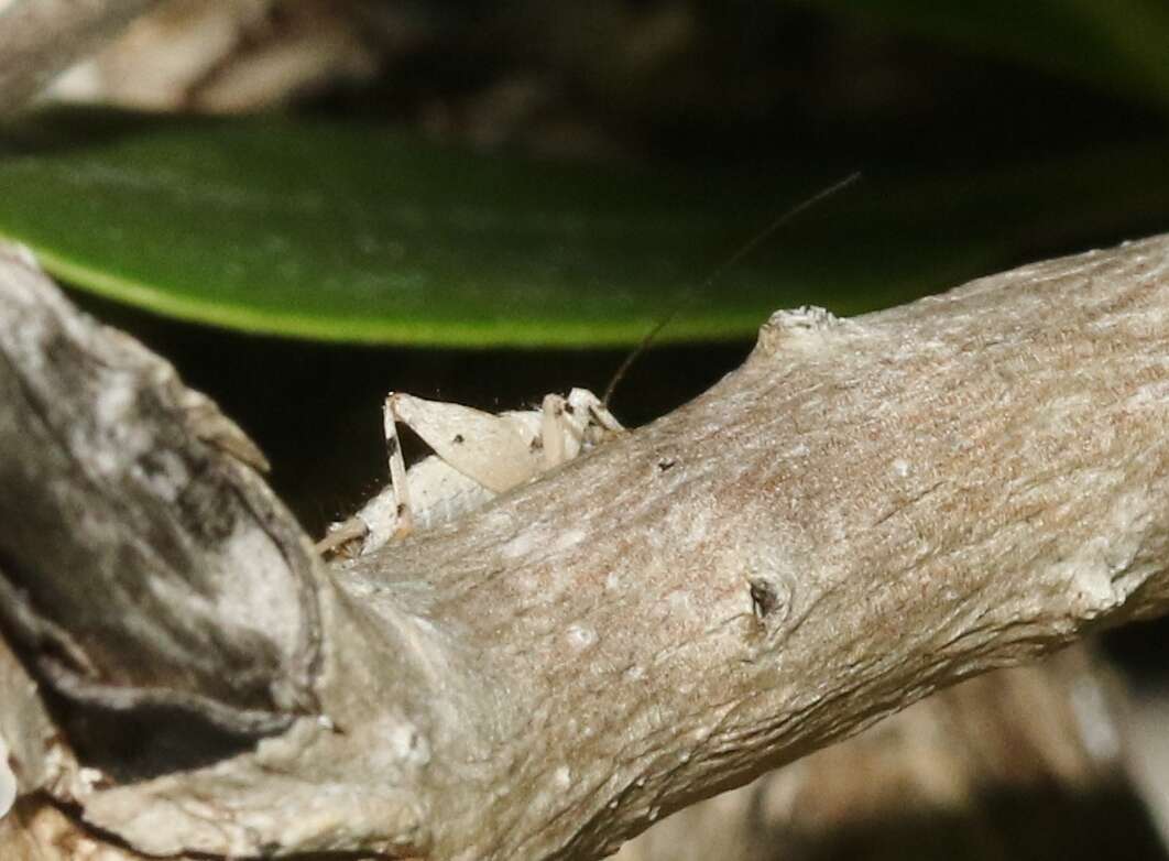 Image of Zebra Scaly Cricket