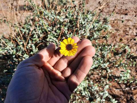 Sivun Encelia asperifolia (S. F. Blake) C. Clark & D. W. Kyhos kuva