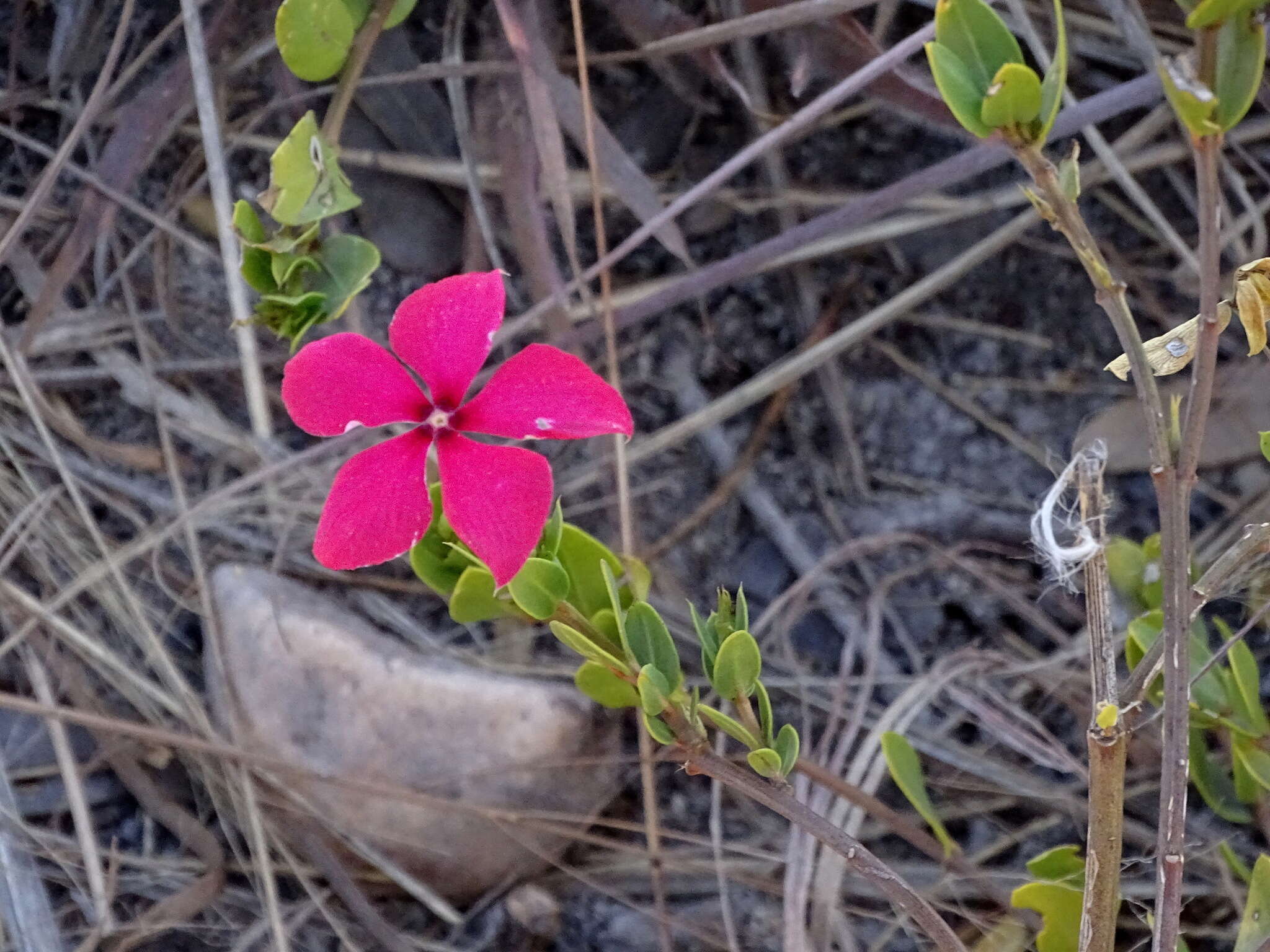 Image of Catharanthus ovalis Markgr.