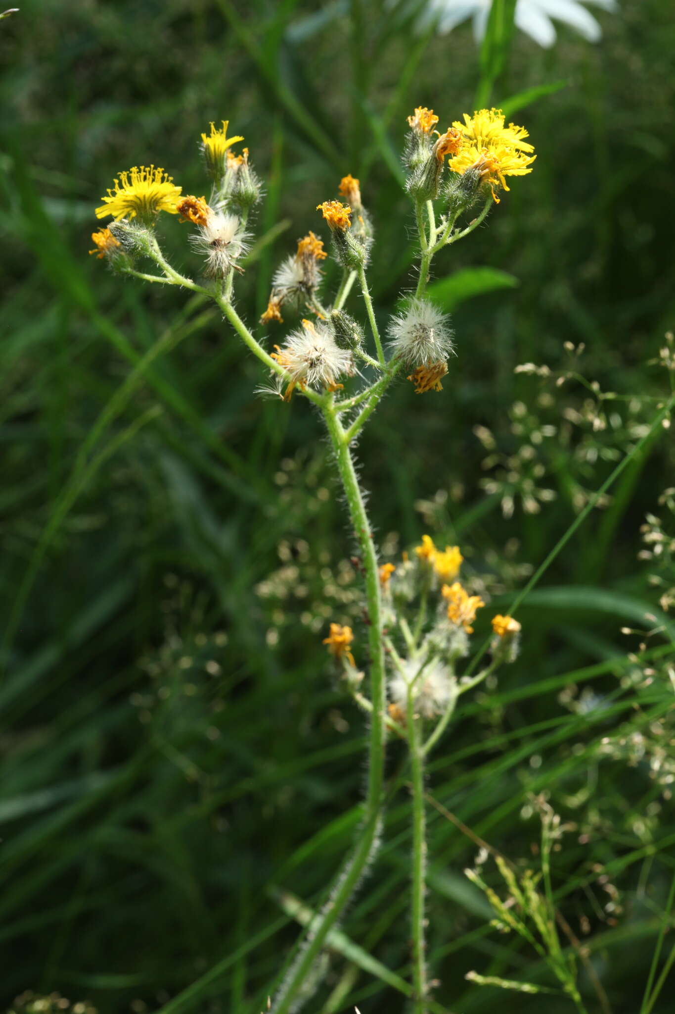 Image of Pilosella cymosa (L.) Sch. Bip., F. W. Schultz & Sch. Bip.