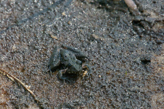 Image of Southern Cricket Frog