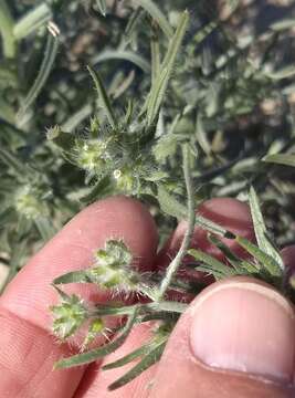 Image of ribbed cryptantha