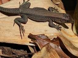 Image of Rainbow Ameiva