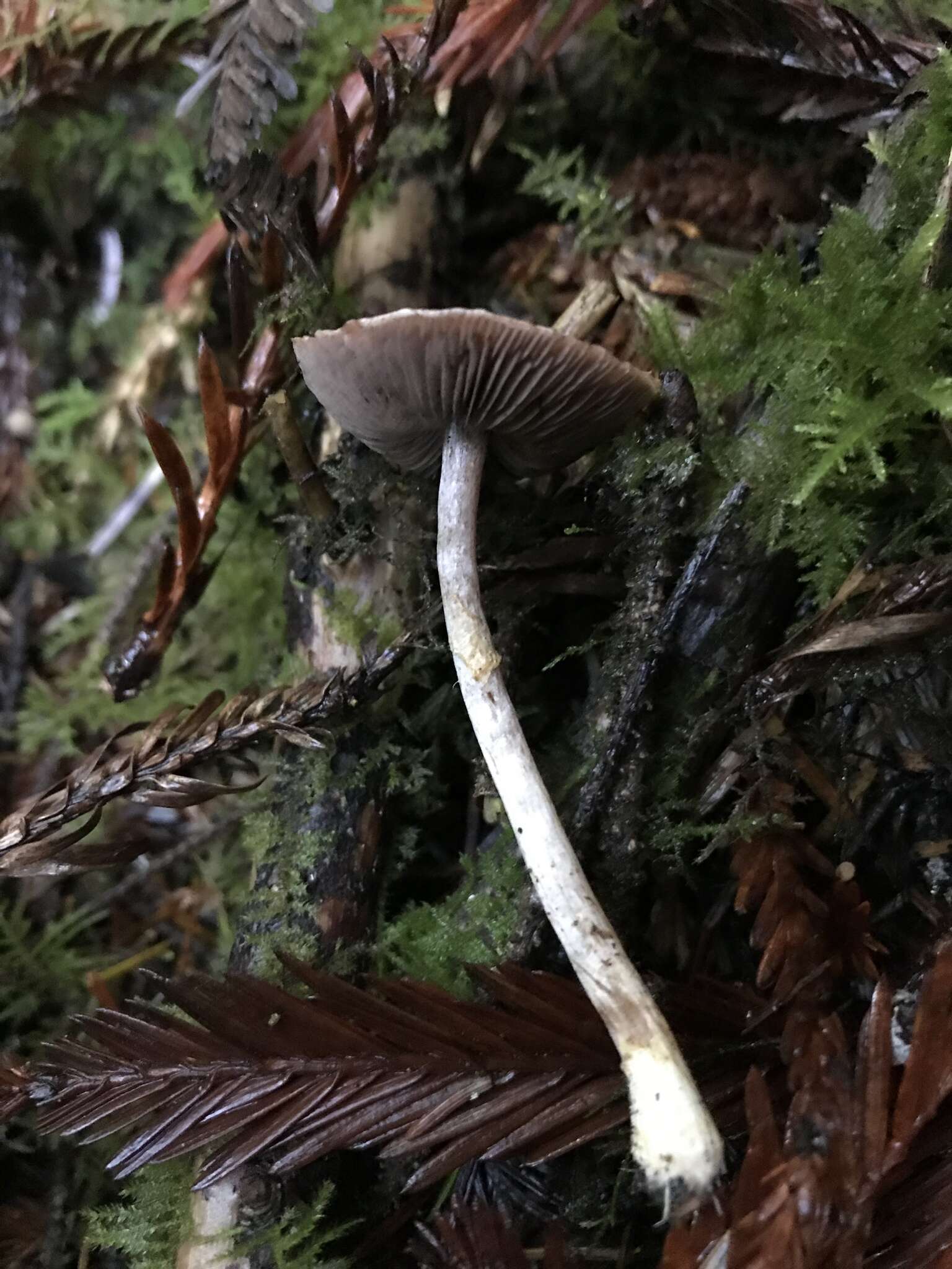 Imagem de Agaricus diminutivus Peck 1902