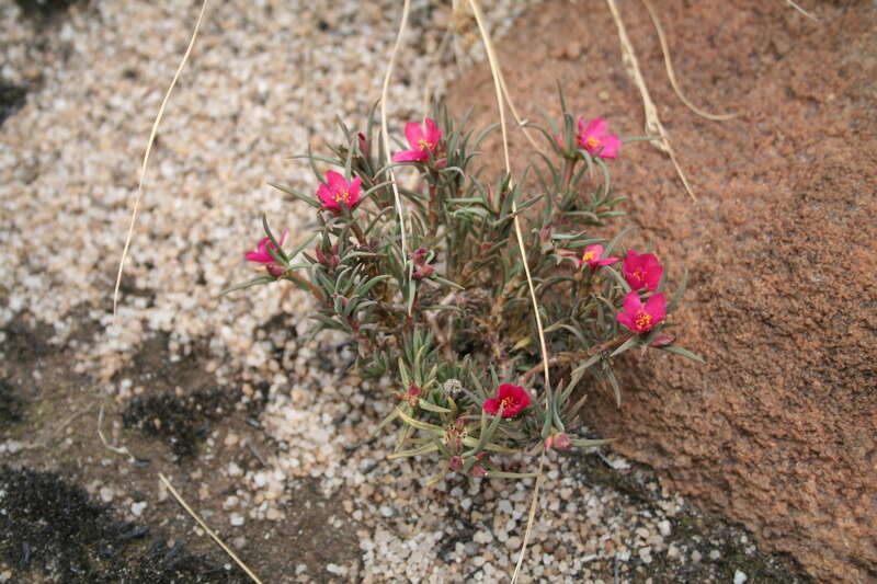 Image of Portulaca kermesina N. E. Brown