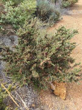 Image of Melaleuca cyrtodonta Turcz.