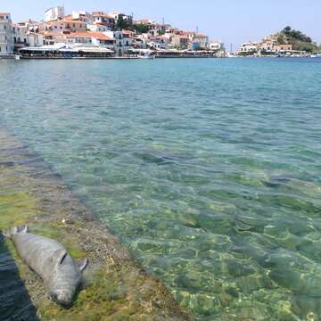 Image of Mediterranean Monk Seal