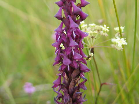 Image of Disa hircicornis Rchb. fil.