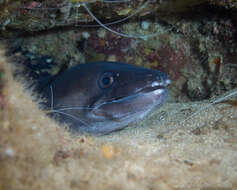 Image of Ash-colored conger eel